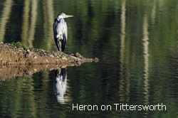 heron on tittersworth